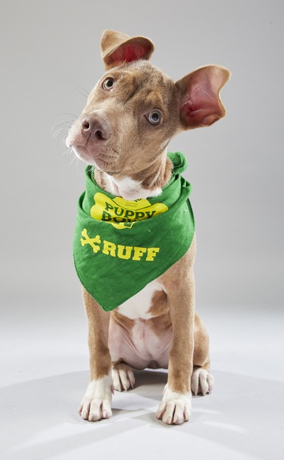 Puppy Bowl XV